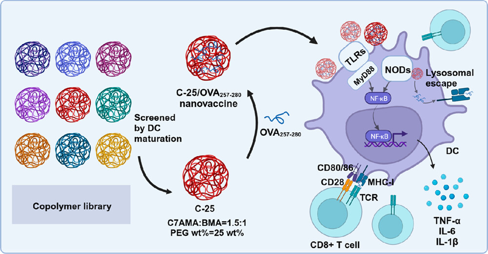 Minimalist Nanovaccine with Optimized Amphiphilic Copolymers for Cancer Immunotherapy