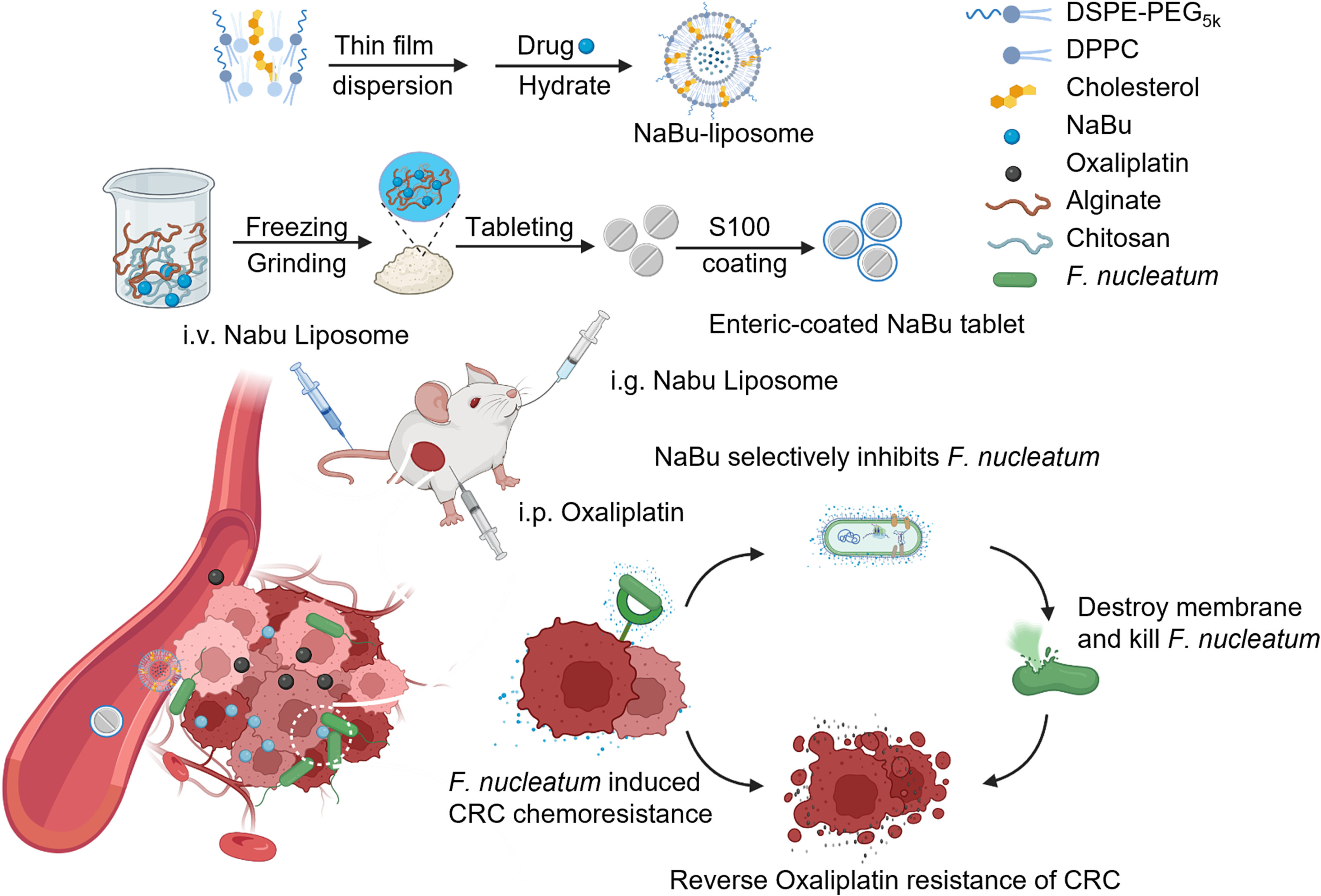 Delivery of short chain fatty acid butyrate to overcome Fusobacterium nucleatum-induced chemoresistance