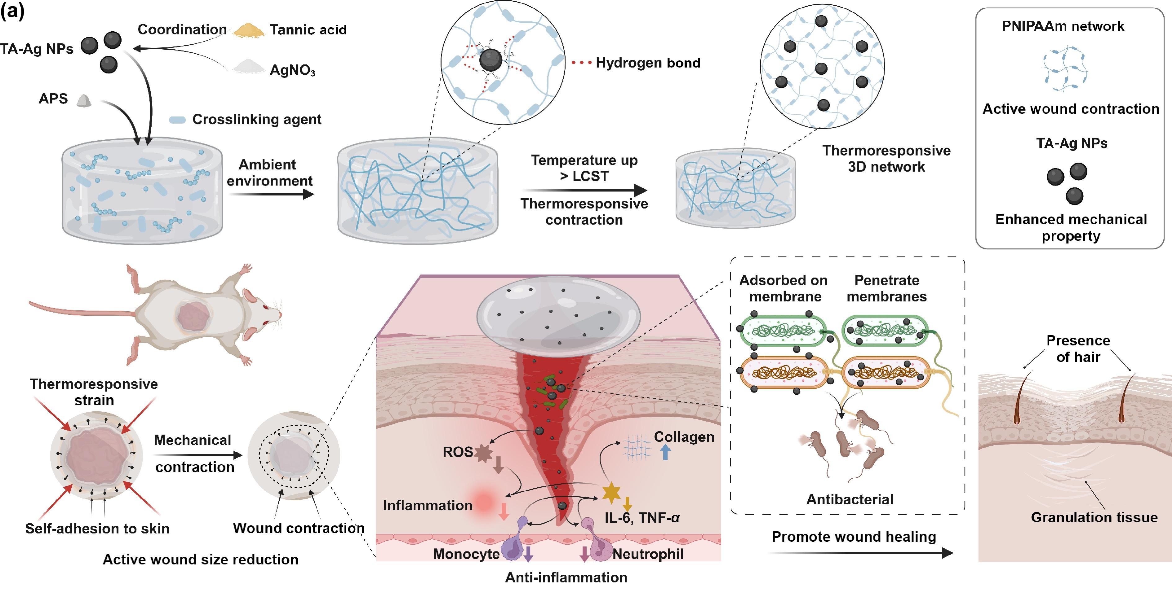 Actively contractible and antibacterial hydrogel for accelerated wound healing