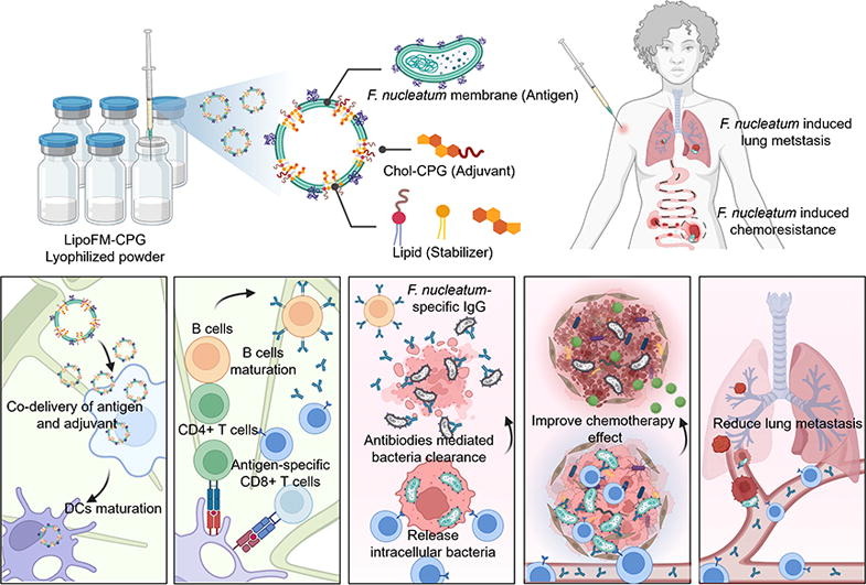 An emerging antibacterial nanovaccine for enhanced chemotherapy by selectively eliminating tumor-colonizing bacteria